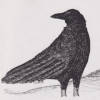 Avatar of LegoNenen